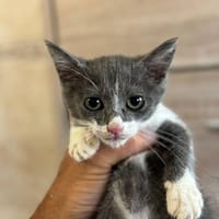 CLEO, gatto femmina da adottare