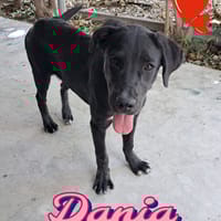 DANIA classe 2024, cane femmina da adottare