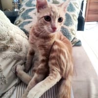 CLOVER, chat à adopter
