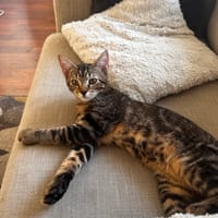 Aïko, chat à adopter