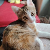 Alba, chatte à adopter