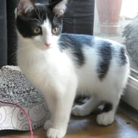 Alfie, chat à adopter