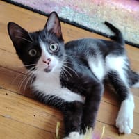 Alya, chatte à adopter