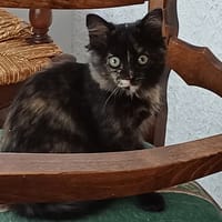 Anaïs, chatte à adopter
