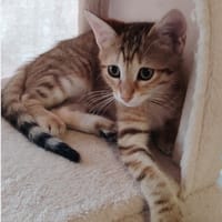 Anakin, chat à adopter