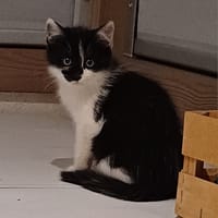Anatole, chat à adopter