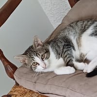 Antonin, chat à adopter