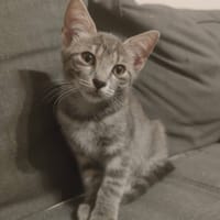 Anya, chatte à adopter