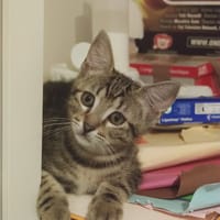Archi, chat à adopter