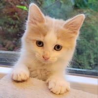 Galak, chat à adopter