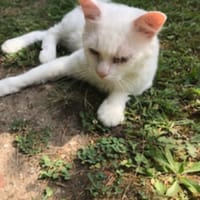 ARTHUR, chat à adopter