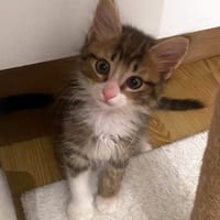 OSLO, chat à adopter