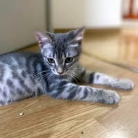 BALI, chat à adopter