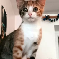 LUNA, chatte à adopter