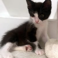 VEGAS, chat à adopter