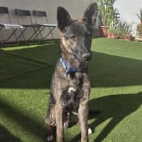 LUQUE (Union animal ), chien à adopter