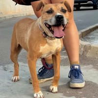 FREYA  (Martina), chienne à adopter