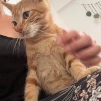 KIPY, chat à adopter