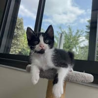 Moshi, chat à adopter