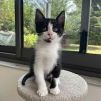 Maki, chat à adopter
