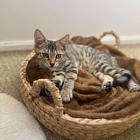 Mika, chat à adopter