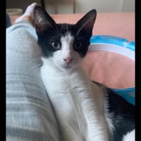DOBBY, chatte à adopter
