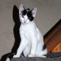 TOPAZE, chatte à adopter
