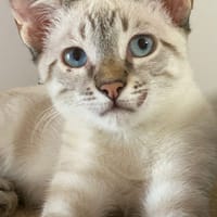 Vico, chat à adopter