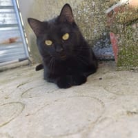Sombra, chat à adopter
