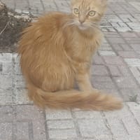 Chiara, chatte à adopter