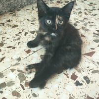 Chia, chatte à adopter