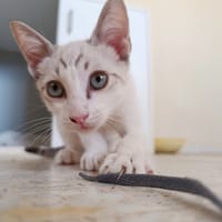 Bito, chat à adopter