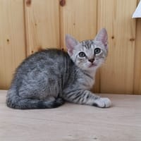 Rosy, chatte à adopter