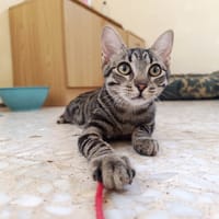 Jessy, chatte à adopter
