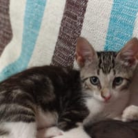 Cris, chat à adopter