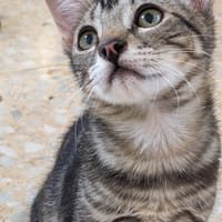 Balboa, chat à adopter