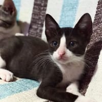 Oreo, chat à adopter