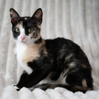 Summer, chatte à adopter