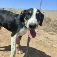 CARLOS (Maria), chien à adopter