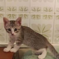 Kiko, chat à adopter