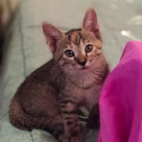 Lili, chatte à adopter