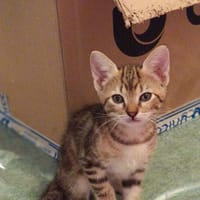 Nutella, chatte à adopter