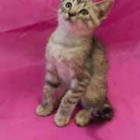 Lucas, chat à adopter