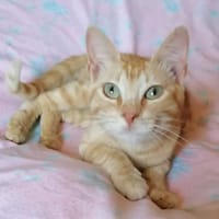 Garfield, chat à adopter