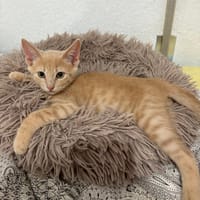 Dorito, chat à adopter