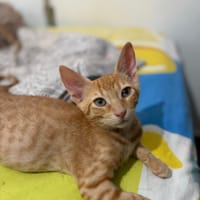 Risqueto, chat à adopter