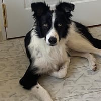 MAX (Martina), chien à adopter