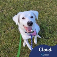 Cloud, female dog to adopt