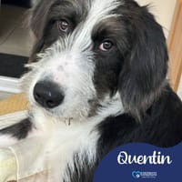 Quentin, dog to adopt