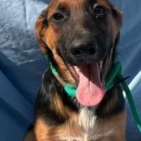 WILSON (Maria), chien à adopter